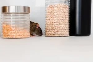 cara mengusir tikus di kantor larusa (1)