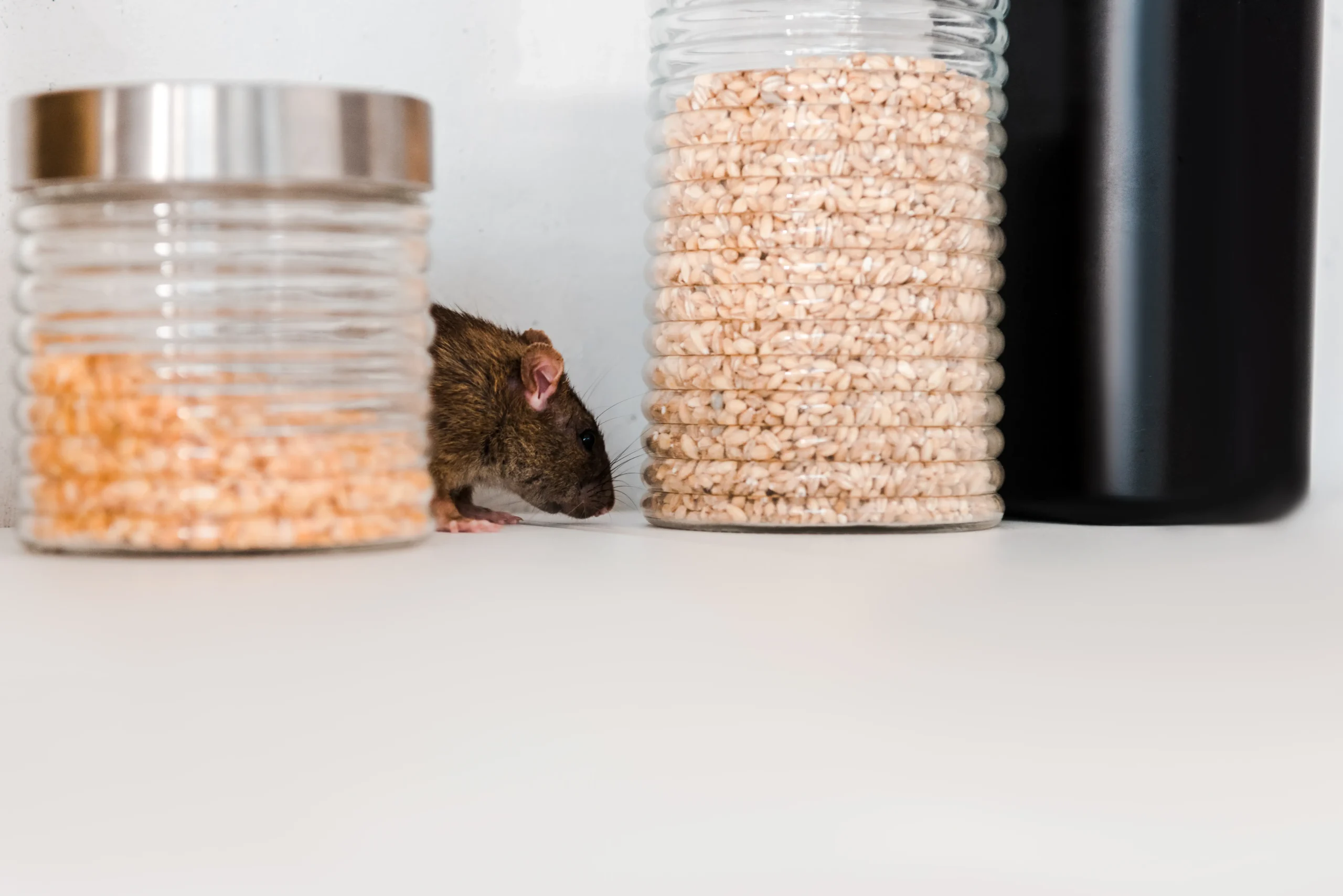 cara mengusir tikus di kantor larusa (1)