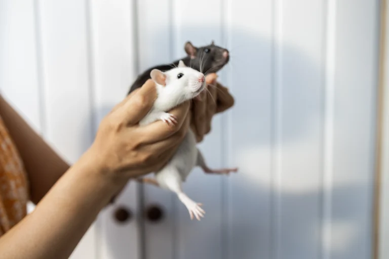 kenapa tikus masuk rumah larusa