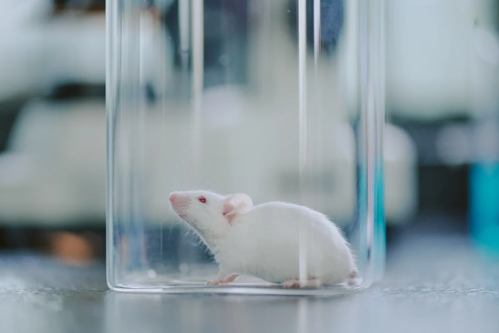 penyakit yang disebabkan oleh tikus larusa