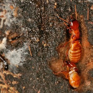 dampwood termites