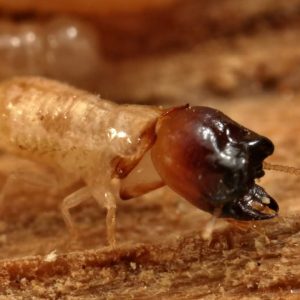 dry wood termites 3